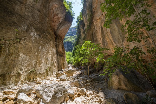 Green trees in the gorge