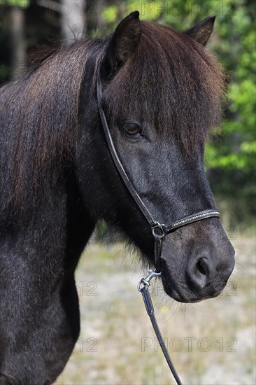 Icelandic horse