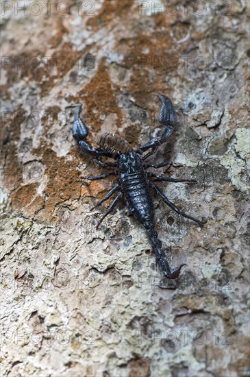 Scorpion Heterometrus longimanus with prey
