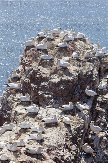 Common guillemots