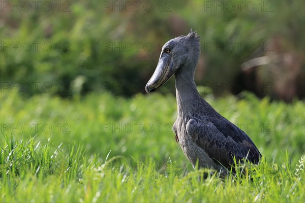 Shoebill