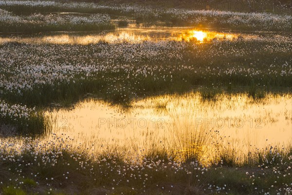 Sunset in a moor with fruiting cotton grass