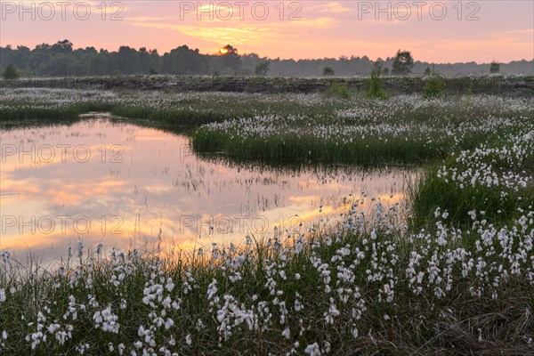 Sunset in a moor with fruiting cotton grass