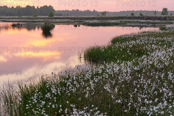 Sunset in a moor with fruiting cotton grass