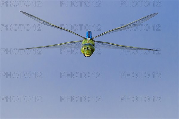 Emperor dragonfly