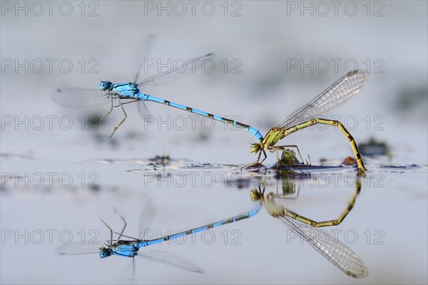 Mating wheel of the Common blue damselfly