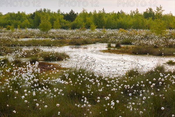 Fruitful cotton grass in spring in the moor