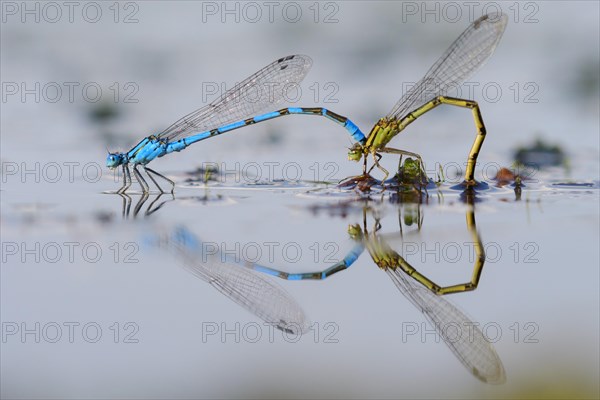 Mating wheel of the Common blue damselfly