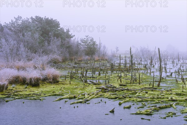 Soil with green peat moss and dead birches with hoar frost