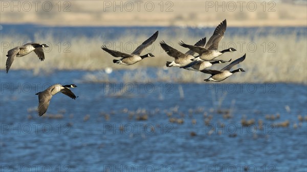 Flying Canada geese