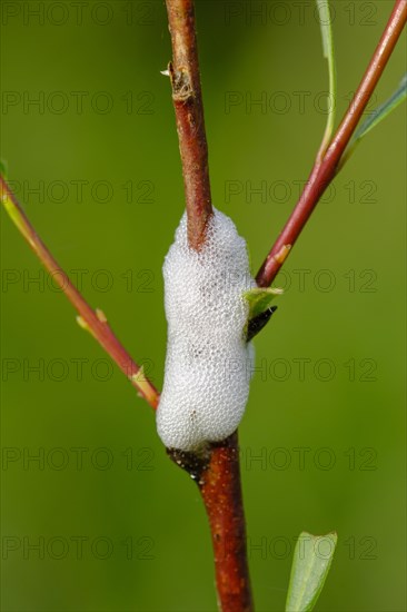 Cuckoo saliva on willow branch