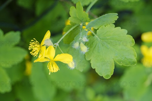 Greater Celandine