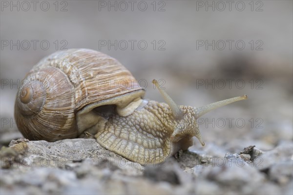Burgundy snail