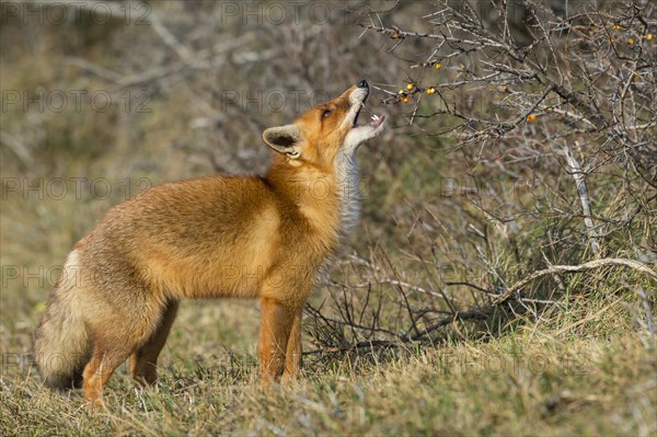 Red fox