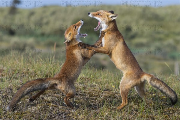 Two Red foxes