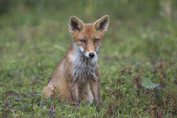 Red fox