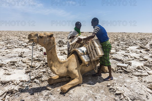 Afar nomads loading dromedary with salt plates from dry salt lake