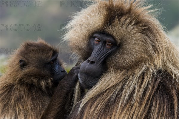 Gelada baboon