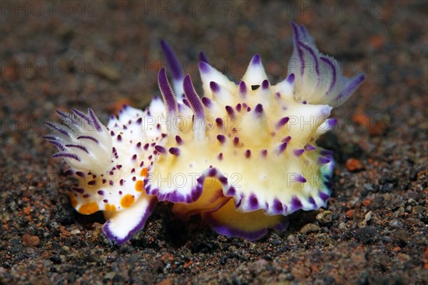 Bumpy Mexichromis