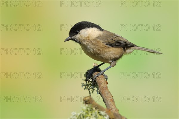 Willow tit