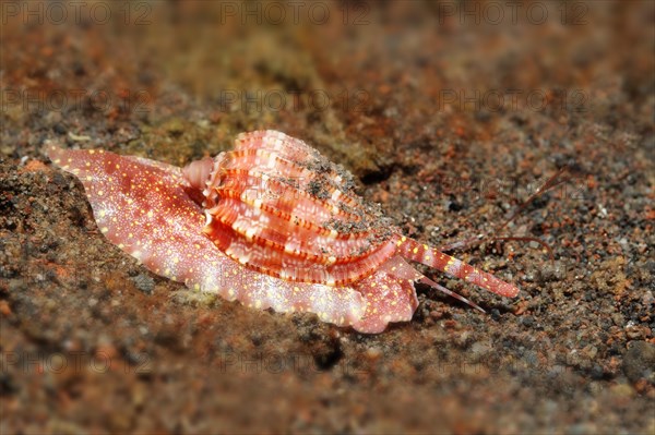 Harp snail