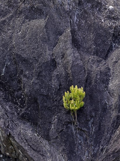 Pioneer plant on rock