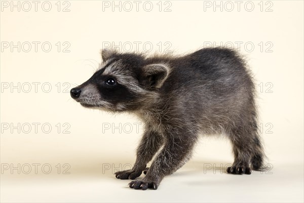 Raccoon