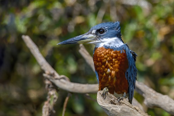 Ringed kingfisher