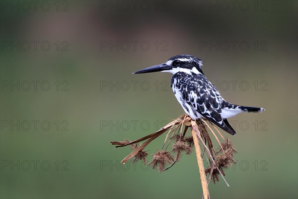 Pied kingfisher