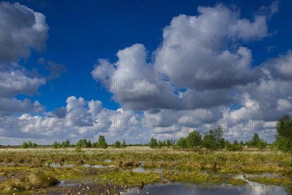 Fruitful cotton grass and cumulus clouds in spring in the moor