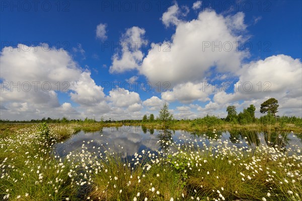 Fruitful cotton grass