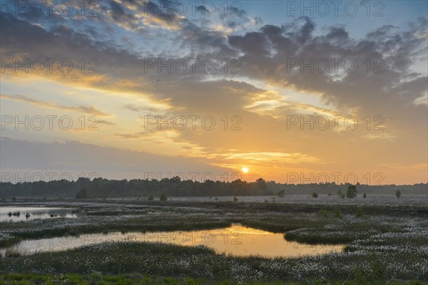 Sunset in a moor with fruiting cotton grass