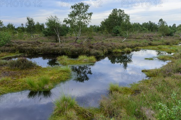 Hand peat engraving with moor heath in Hahnenmoor