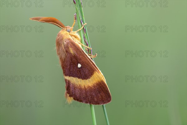 Meadow weevil