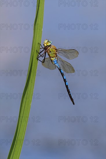 Emperor dragonfly