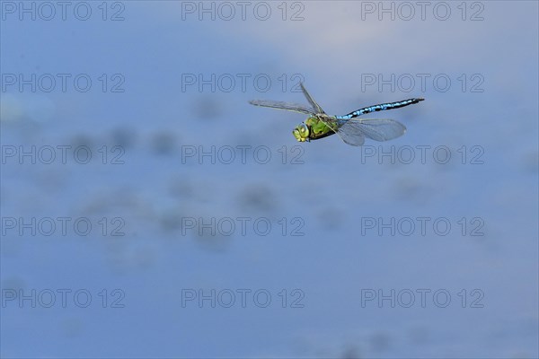 Emperor dragonfly