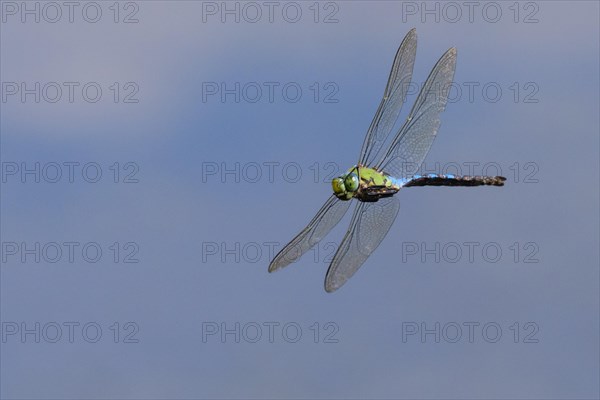 Emperor dragonfly