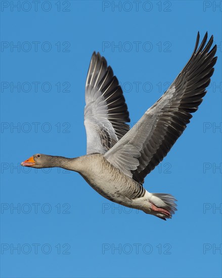 Flying Greylag goose