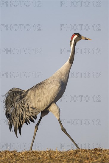 Crane