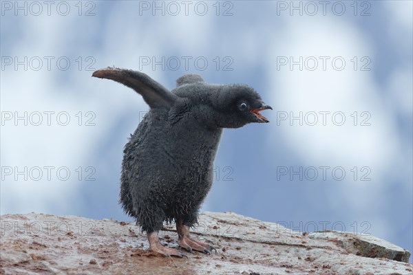 Adelie Penguin