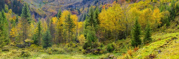 Autumnal mountain forest in the Oytal