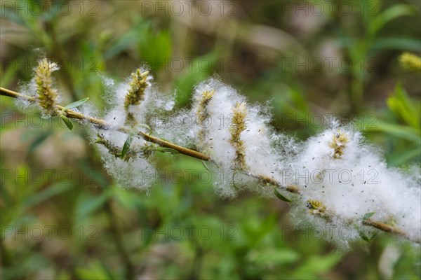 Purple willow