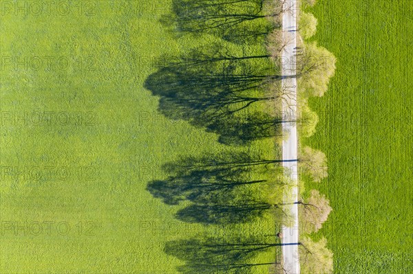 Tree-lined avenue with shade