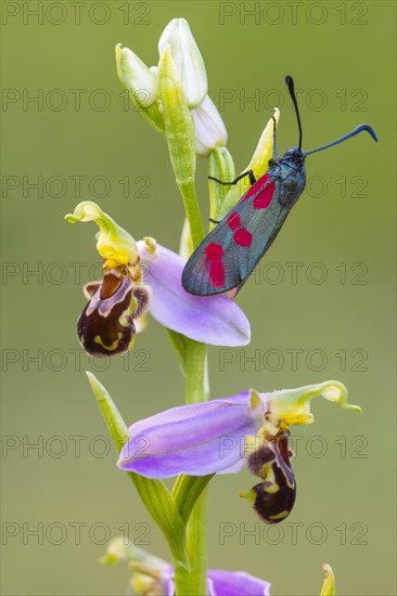 Bee orchid