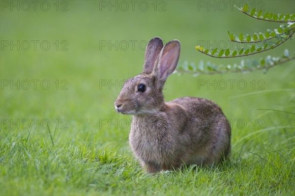 European rabbit