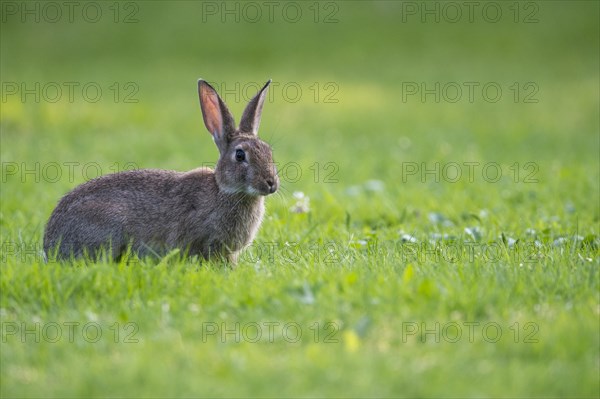 European rabbit