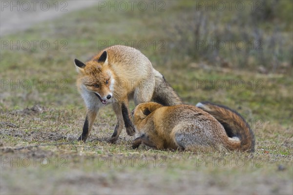 Red foxes