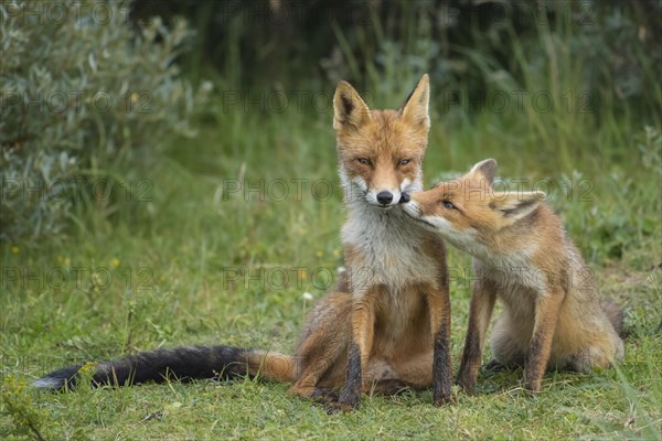 Red foxes