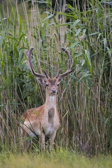 Fallow deer