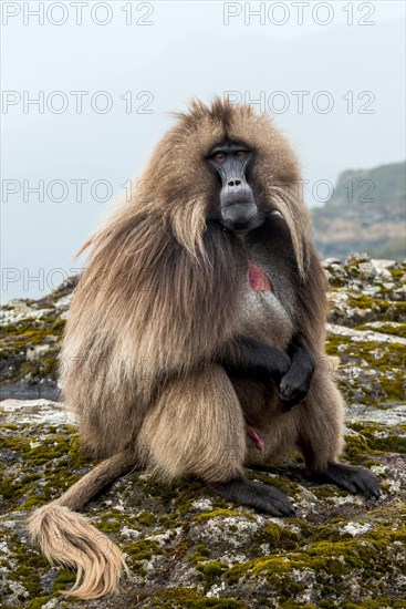 Gelada baboon